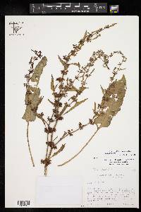 Rumex pulcher image