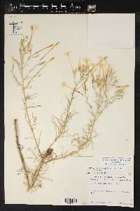 Ipomopsis aggregata image