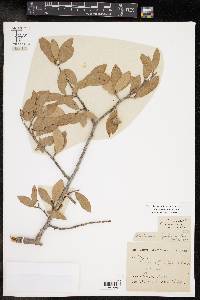 Quercus fusiformis image