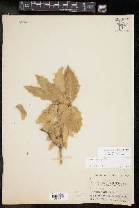 Quercus emoryi image