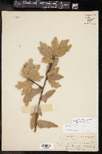 Quercus hemisphaerica image