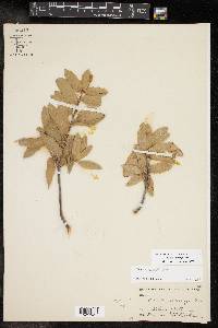 Quercus emoryi image