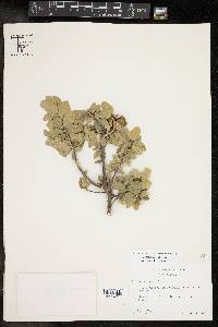 Quercus grisea image