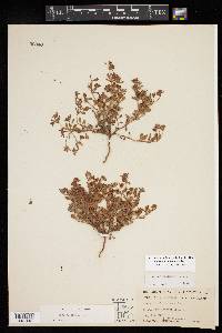 Eriogonum abertianum image