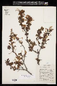 Vachellia rigidula image