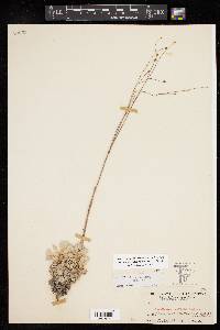 Eriogonum platyphyllum image