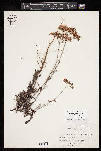 Eriogonum multiflorum image