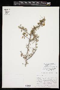 Acacia greggii image