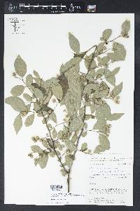 Styrax americanus image