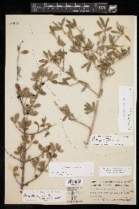 Forestiera angustifolia image