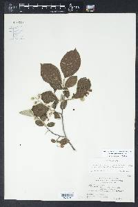 Styrax grandifolius image