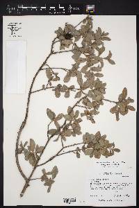 Diospyros texana image