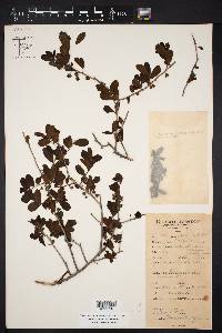 Diospyros texana image