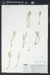 Polypremum procumbens image