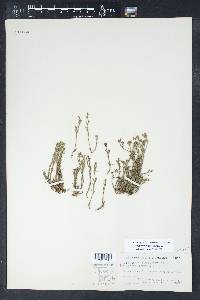 Polypremum procumbens image