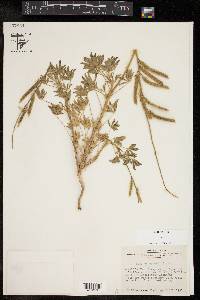 Lupinus havardii image