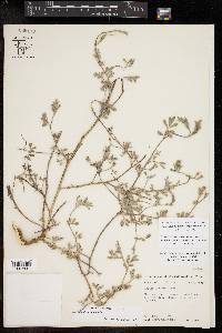 Indigofera miniata image