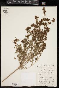 Dalea scandens image