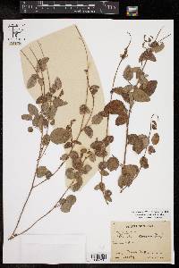 Desmodium grahamii image