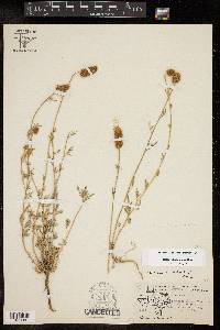 Dalea nana var. carnescens image