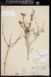 Eysenhardtia texana image