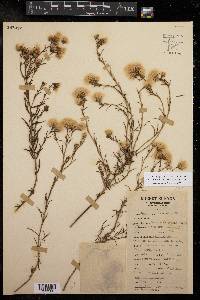 Baccharis texana image