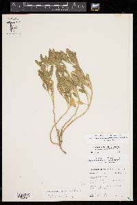 Chamaesaracha texensis image