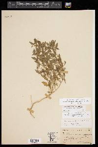 Chamaesaracha texensis image