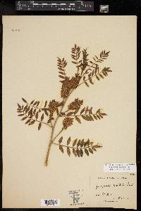 Glycyrrhiza lepidota image