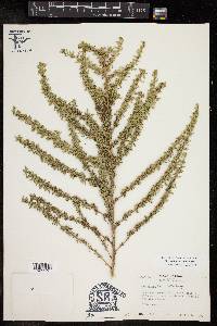 Brickellia laciniata image