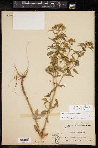 Stevia ovata var. texana image