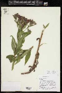 Vernonia baldwinii subsp. interior image