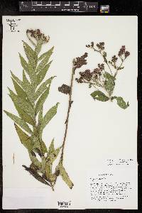 Vernonia baldwinii image