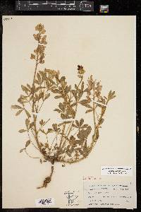 Lupinus texensis image