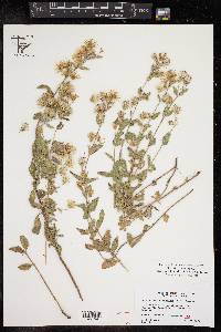 Brickellia lemmonii image