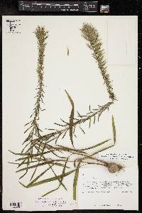 Liatris elegans image