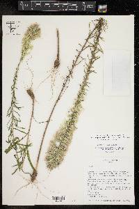 Liatris elegans image