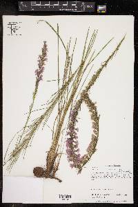 Liatris acidota image