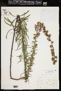 Liatris aspera image