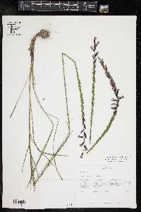 Liatris acidota image