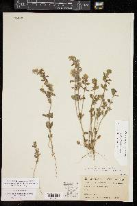 Scutellaria drummondii var. drummondii image