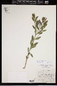 Amsonia tabernaemontana image