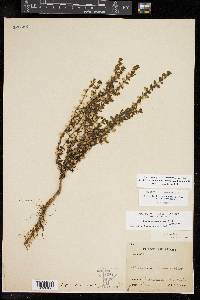 Scutellaria drummondii image