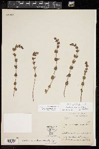 Scutellaria parvula image