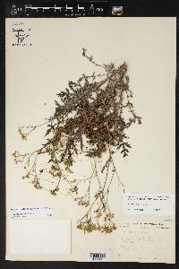 Cuscuta indecora image