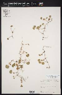 Dichondra carolinensis image