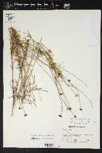 Cuscuta glabrior image