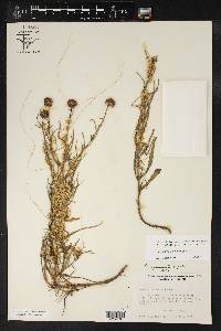 Cuscuta squamata image