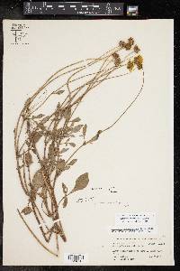 Coreopsis nuecensoides image
