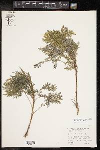 Ambrosia confertiflora image